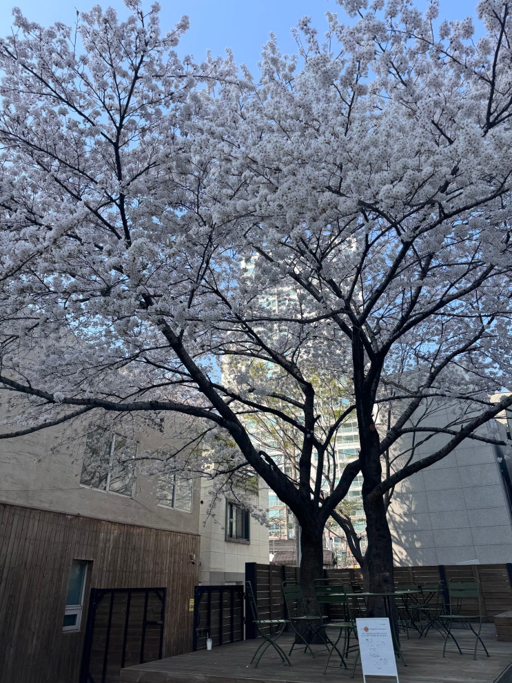  용산 삼각지 야외 테라스 카페 흙, 벚꽃 핫스팟 후기