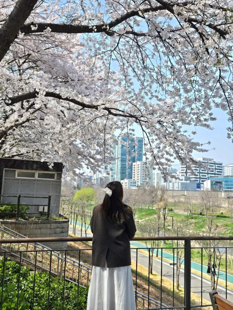 <b>서울 도림천</b> 벚꽃 만개 현황 (4/6) 벚꽃터널 어디?