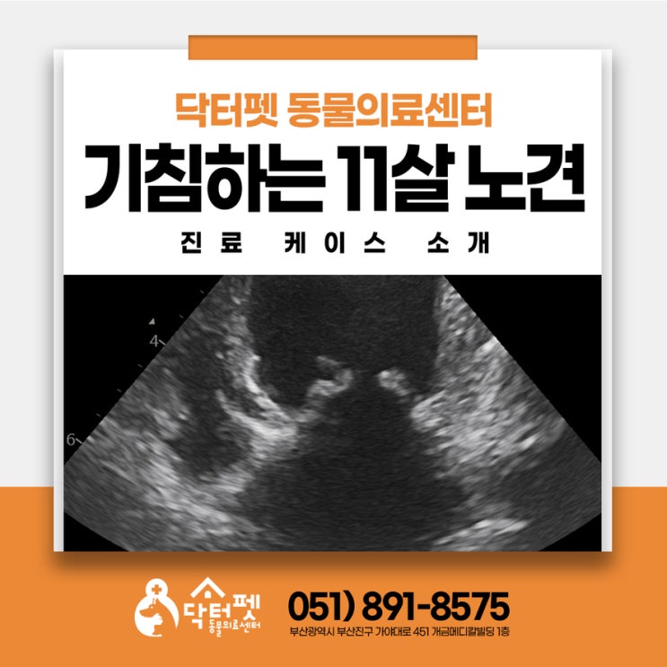  자꾸 기침하는 11살 폼피츠 심장 초음파 결과 부산 노령견 심초 동물병원