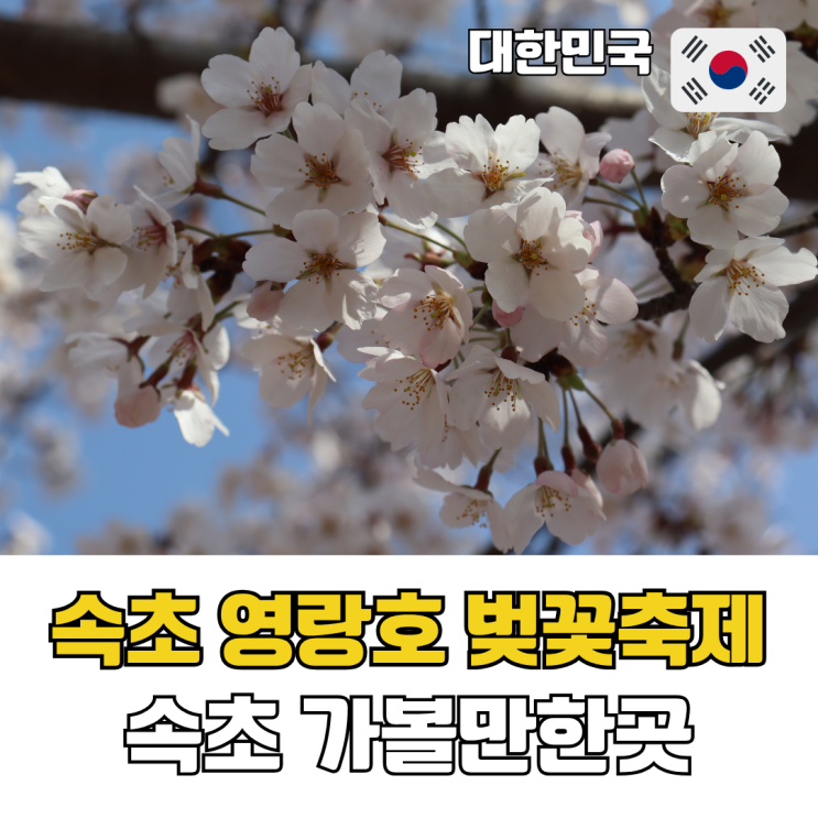  속초 가볼만한곳 2026 영랑호 벚꽃축제 실시간 개화 상태