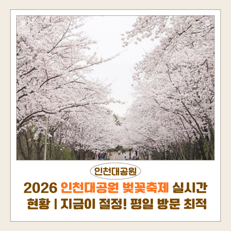  2026 인천대공원 벚꽃축제 실시간 현황 | 지금이 절정! 평일 방문이 최고의 타이밍