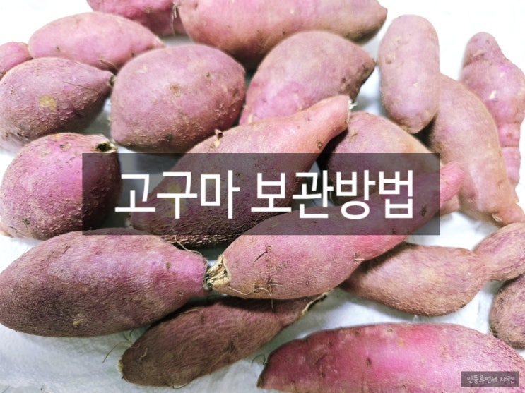  고구마 보관방법 오래 보관하는 온도, 습도, 냉장 냉동법 알아보기