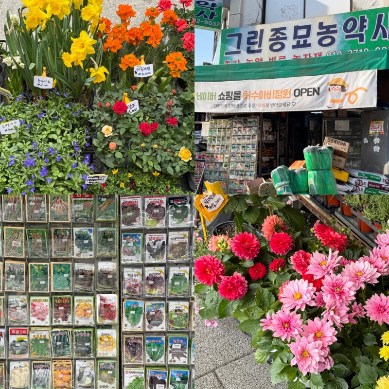 원주 꽃파는곳 그린종묘농약사 모종 씨앗 강원도 반값농자재 도소매