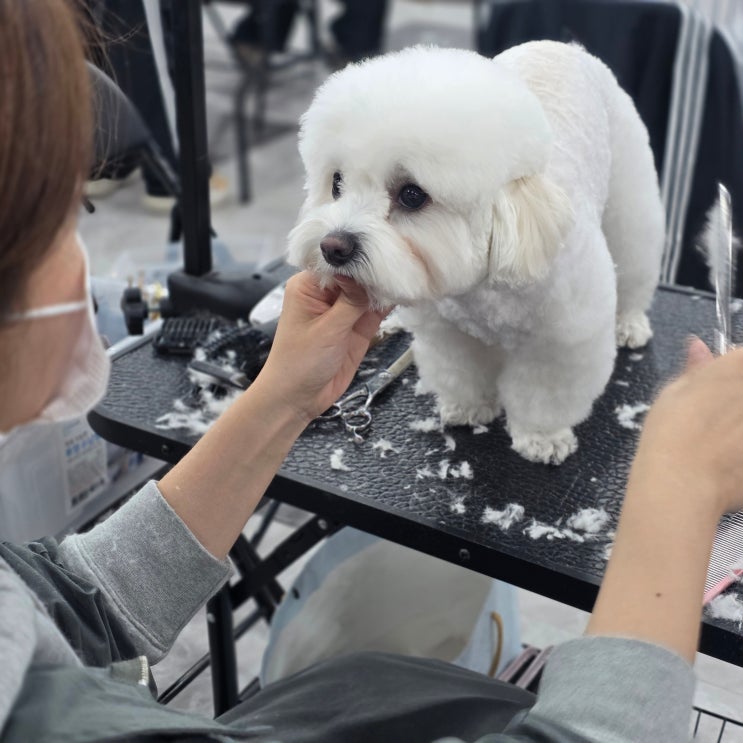  향남애견미용학원 국비지원 보다 낮은 자부담금 등록