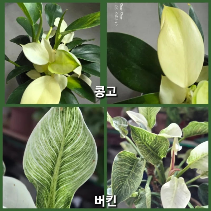 필로덴드론 화이트 콩고와 필로덴드론 무늬 버킨 비교~키우기~