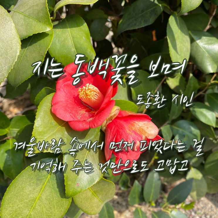  도종환 시인, 지는 동백꽃을 보며, 시 감상