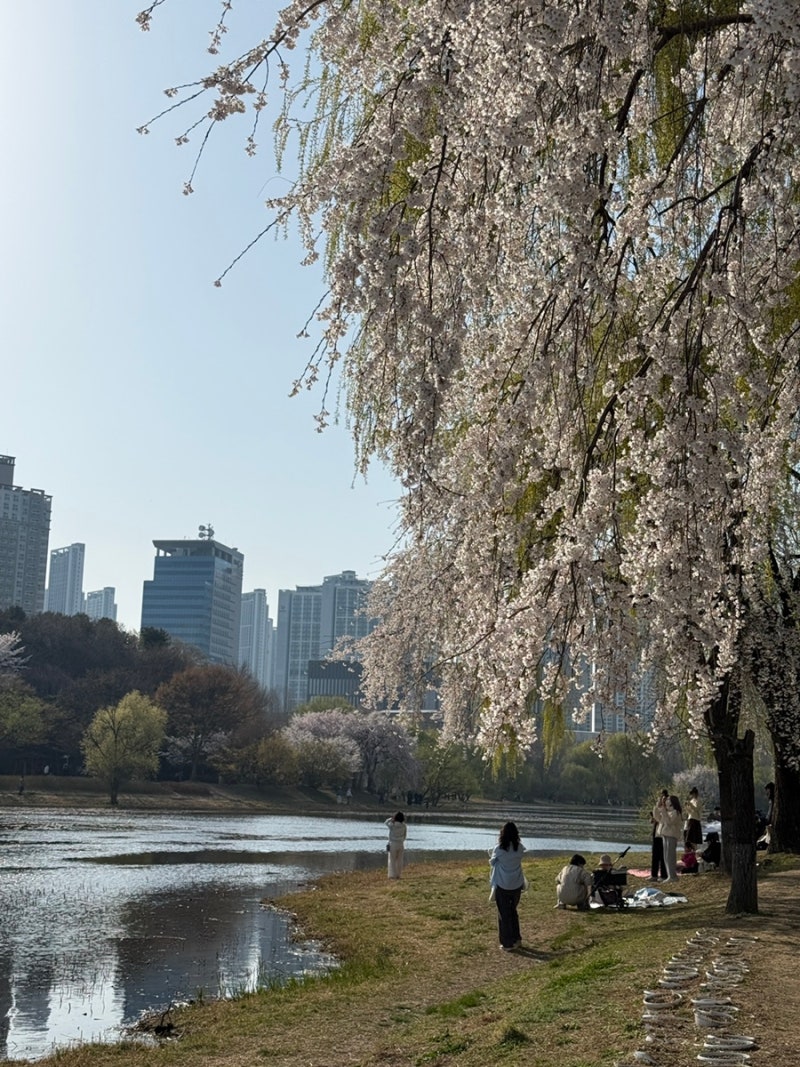 일산 호수공원 벚꽃 실시간 주차장 포토스팟 추천