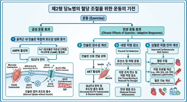  제2형당뇨병(T2DM)에서의 운동 처방: 근거와 임상 적용 [ADA 2026]