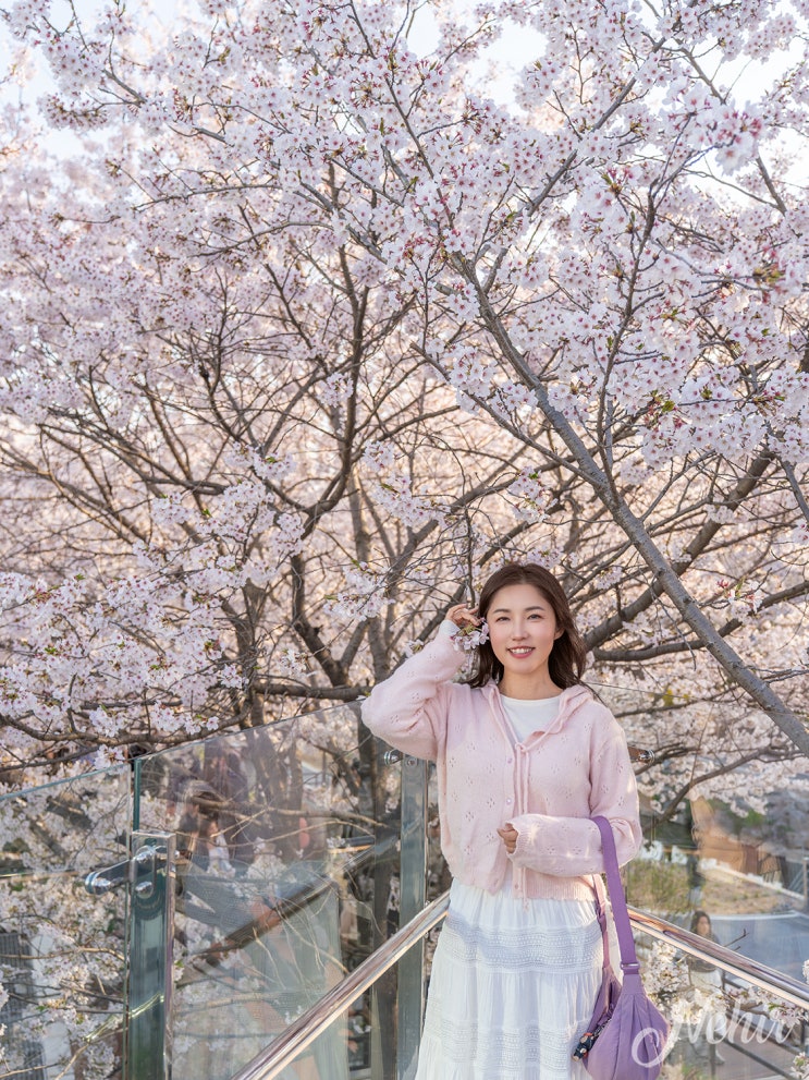 양재천 벚꽃 축제 주차 양재 시민의숲 벚꽃