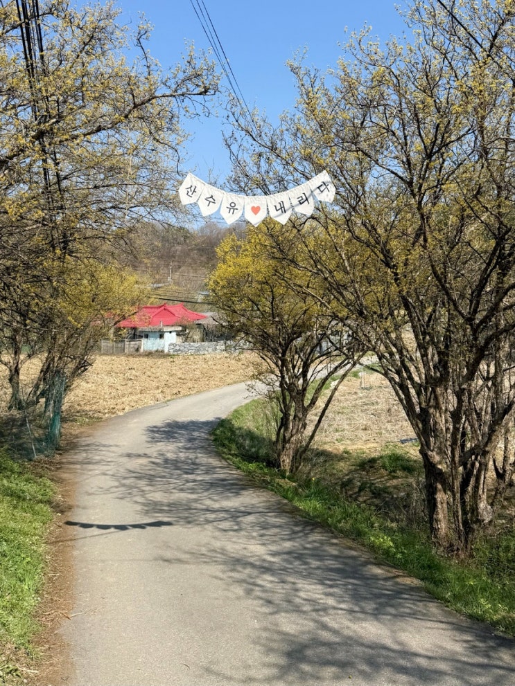  양평 산수유 한우 축제 : 벚꽃까지 만끽하고 온 주차 및 화장실 꿀팁 후기