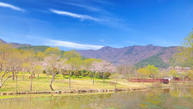  고창 선운사 동백꽃... 선운사에 취하다.