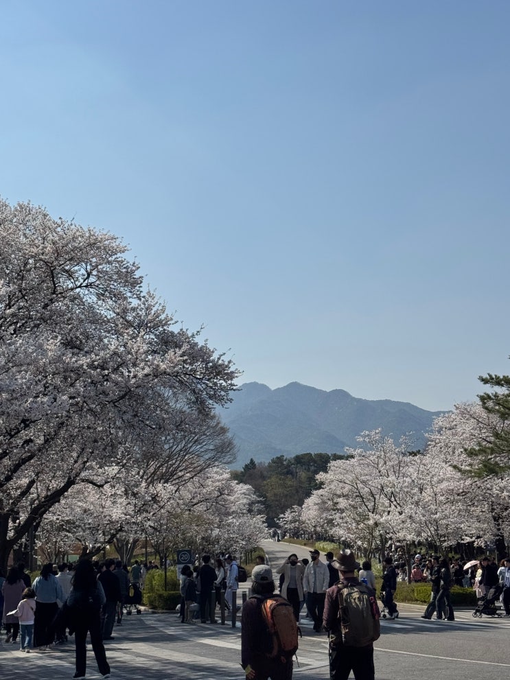 과천 서울대공원 동물원 벚꽃 사진 스팟, 먹거리 후기