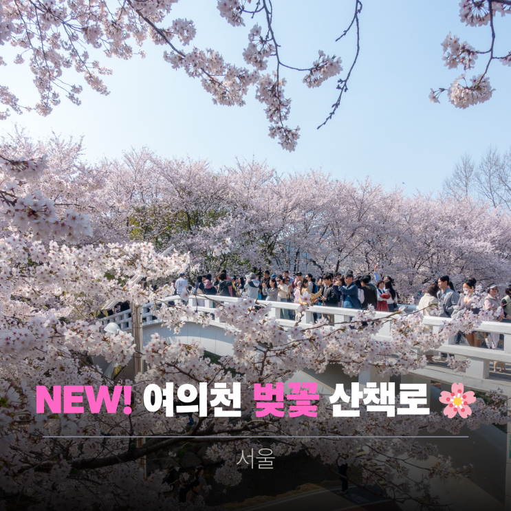  서울 벚꽃 명소 양재천 여의천 26년 4월 6일 실시간