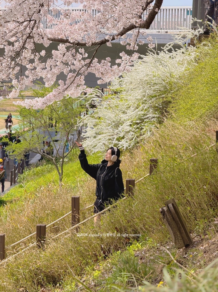  양재천 벚꽃 서울 벚꽃축제 명소 주말 데이트 코스