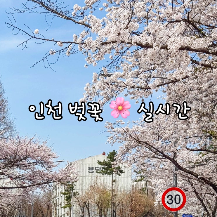  인천 벚꽃 실시간! 연수 벚꽃로 봄 연수구 가볼만한곳