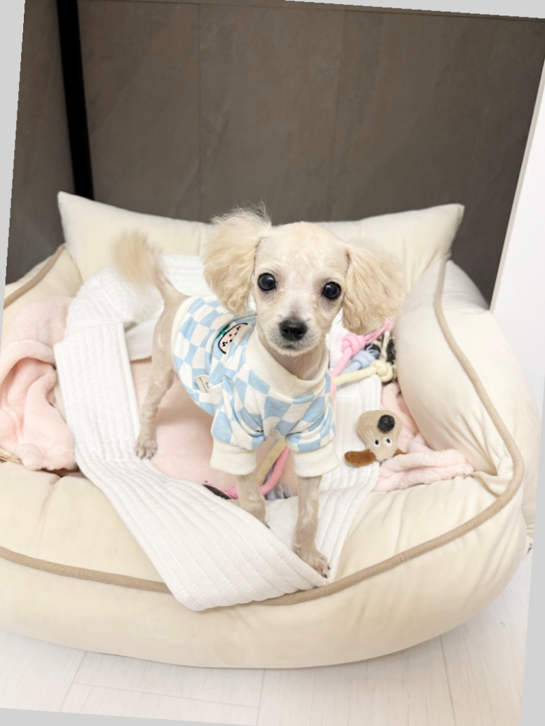 사진 4