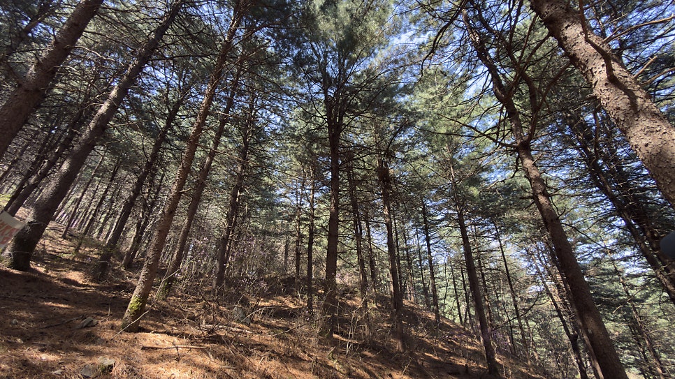 금병산약초 사진 6