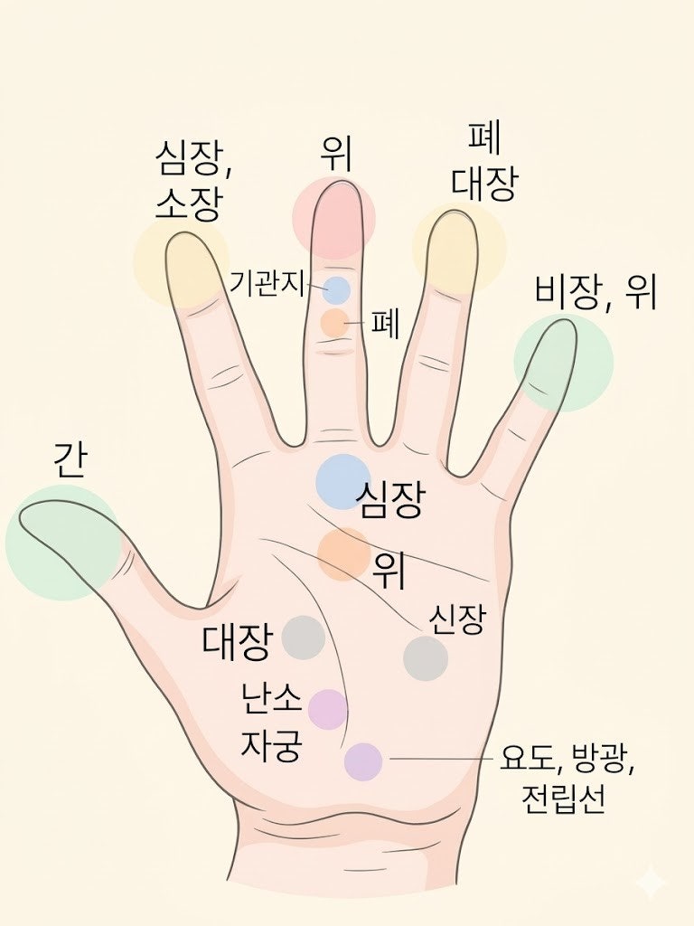 실버 노인 인지 프로그램 ｜증상별 손지압 손바닥 부위별 지압점 혈자리 방법 효과