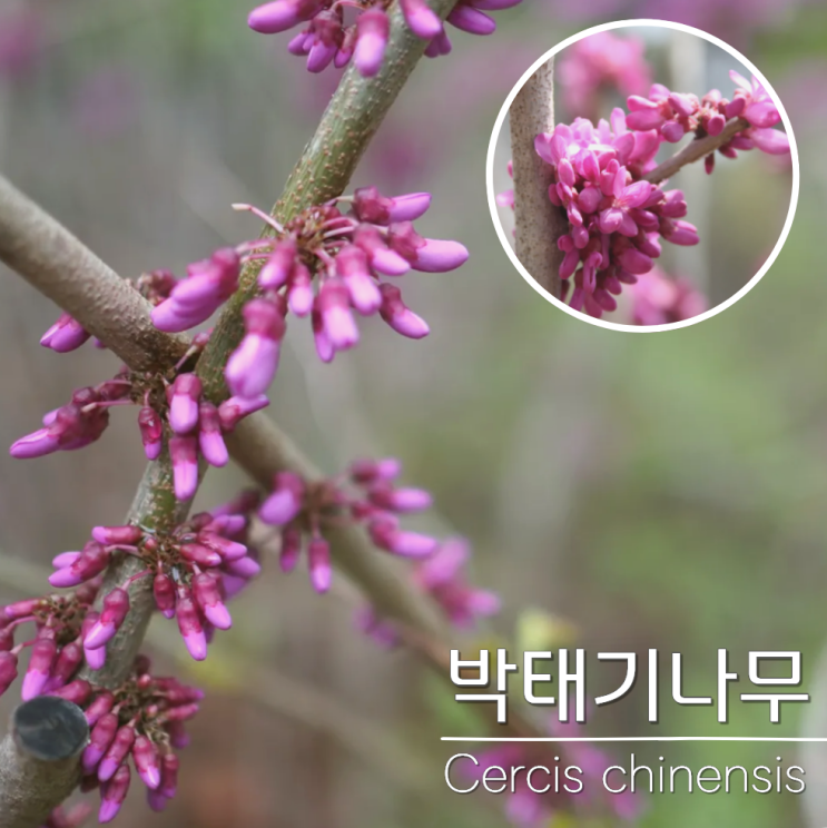  박태기나무 포토 묘목 꽃 키우는방법