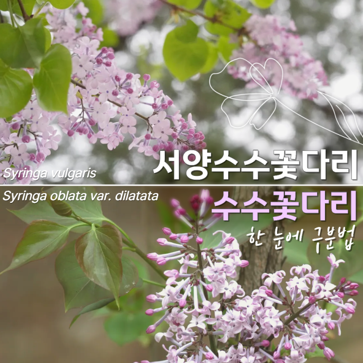  서양수수꽃다리 및 수수꽃다리 차이 꽃말