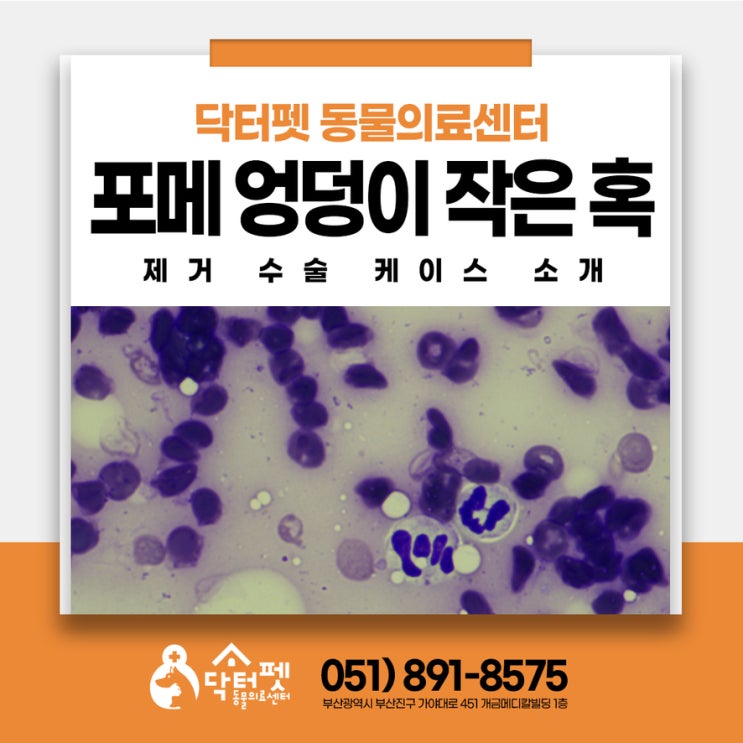  8살 포메라니안 엉덩이에 작은 혹이! FNA 피지선종 부산 노령견 동물병원
