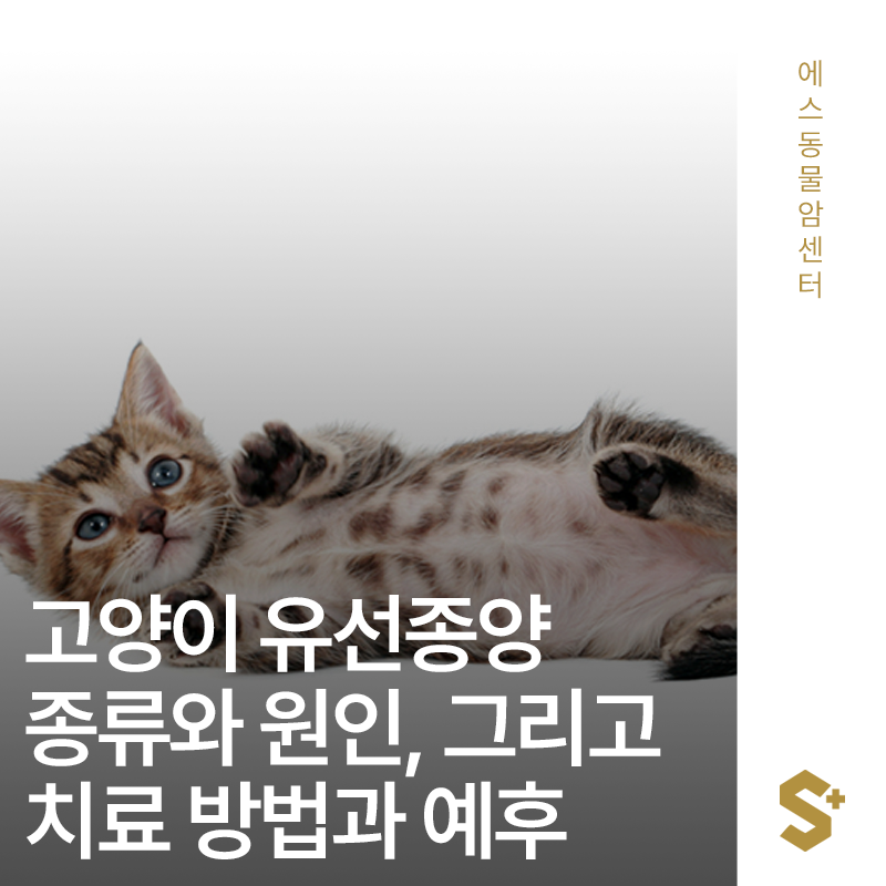 고양이 유선종양(유선암) 왜 발생하고 어떻게 관리해야 하나요? - 양산·부산 고양이 암센터