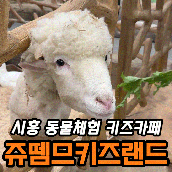  시흥 키즈카페 쥬뗌므 키즈랜드 후기 | 동물체험 가능한 시흥 이색카페