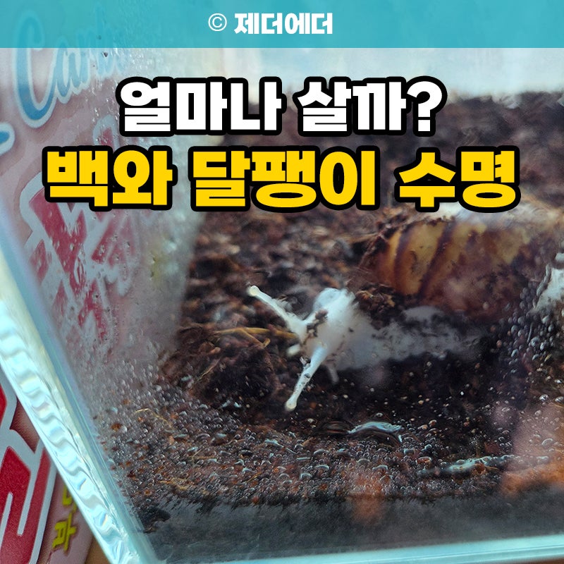 백와 달팽이 수명 얼마나 살까? 아프리카왕달팽이 겨울잠 먹이 사료 죽음 원인