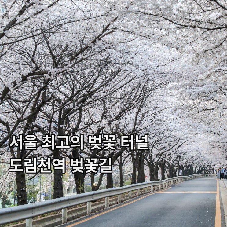  나만 알고 싶었던 서울 벚꽃 터널 장소 도림천 벚꽃길