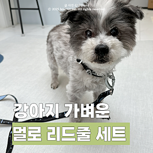멀로 강아지 목줄 추천 리드줄 너무 가벼워