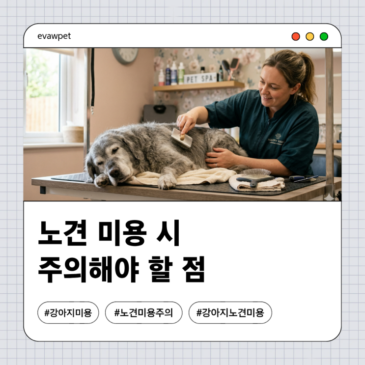  노견 미용 시 주의해야 할 점 | 우리 강아지가 나이 들었다면 꼭 알아야 할 미용 가이드