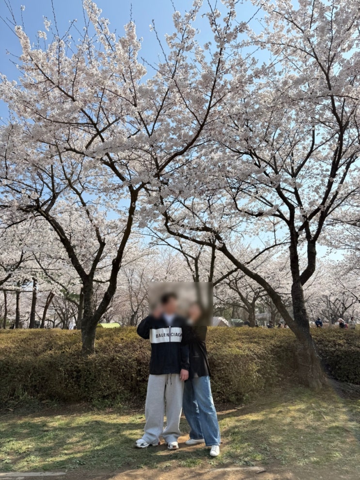  경기도 벚꽃명소 안산 벚꽃명소 화랑유원지 벚꽃 개화상태와 후기