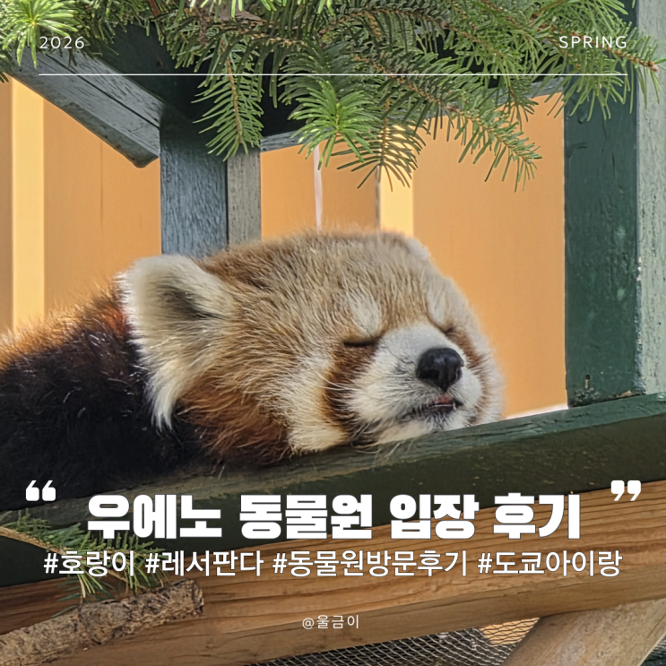  도쿄 아이와 가볼만한 곳 우에노 동물원 판다 근황과 입장료 레서판다 고릴라 호랑이 관람 후기