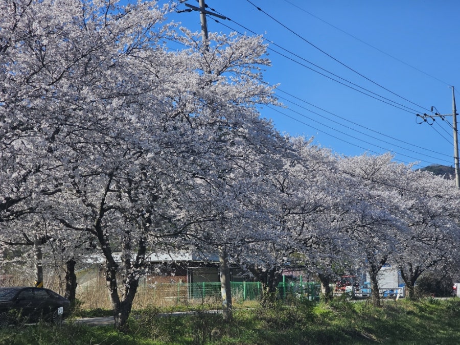 백룡제 사진 1