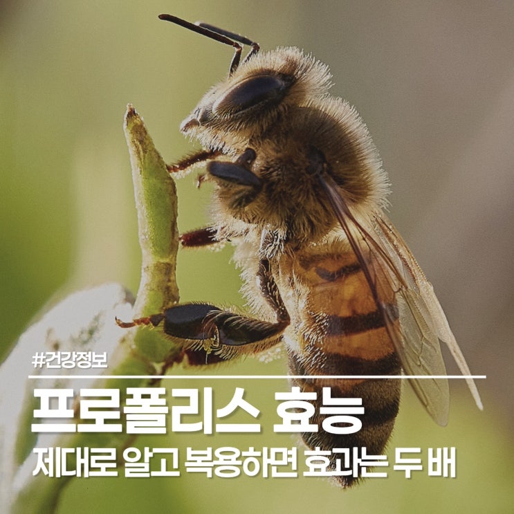  비염·구내염 달고 산다면? ‘프로폴리스 효능’ 제대로 보는 그린프로폴리스의 효과
