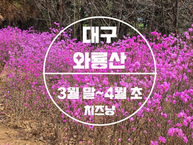  온 산이 핑크빛! 대구 와룡산 진달래꽃 구경 후기 5가지