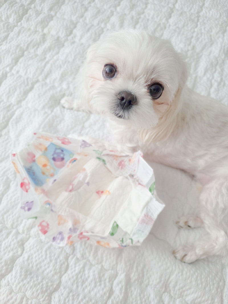 강아지 생리 기간 첫생리 시기 생리통 생리대 교체 주기