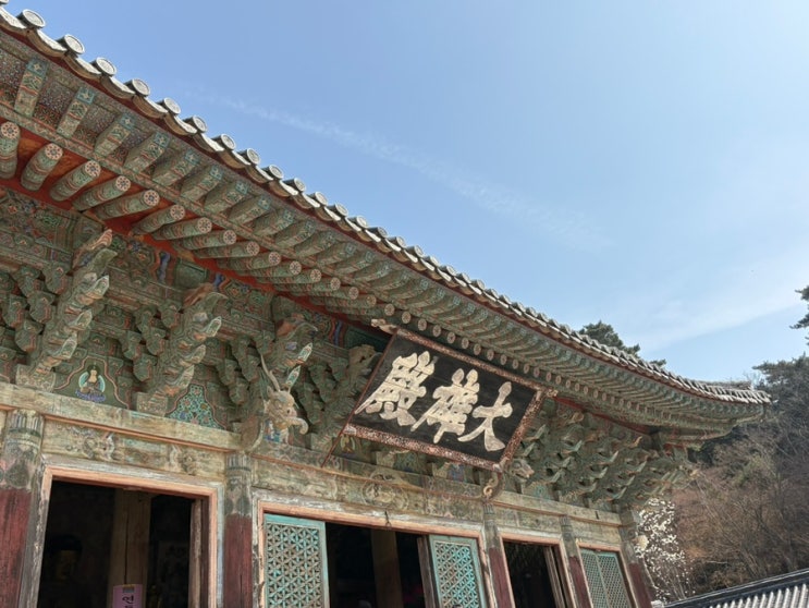  경주 불국사 겹벚꽃 개화시기｜대웅전 공사 전 방문 추천