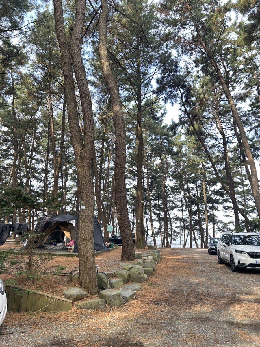 송림갑오징어짬뽕 사진 4
