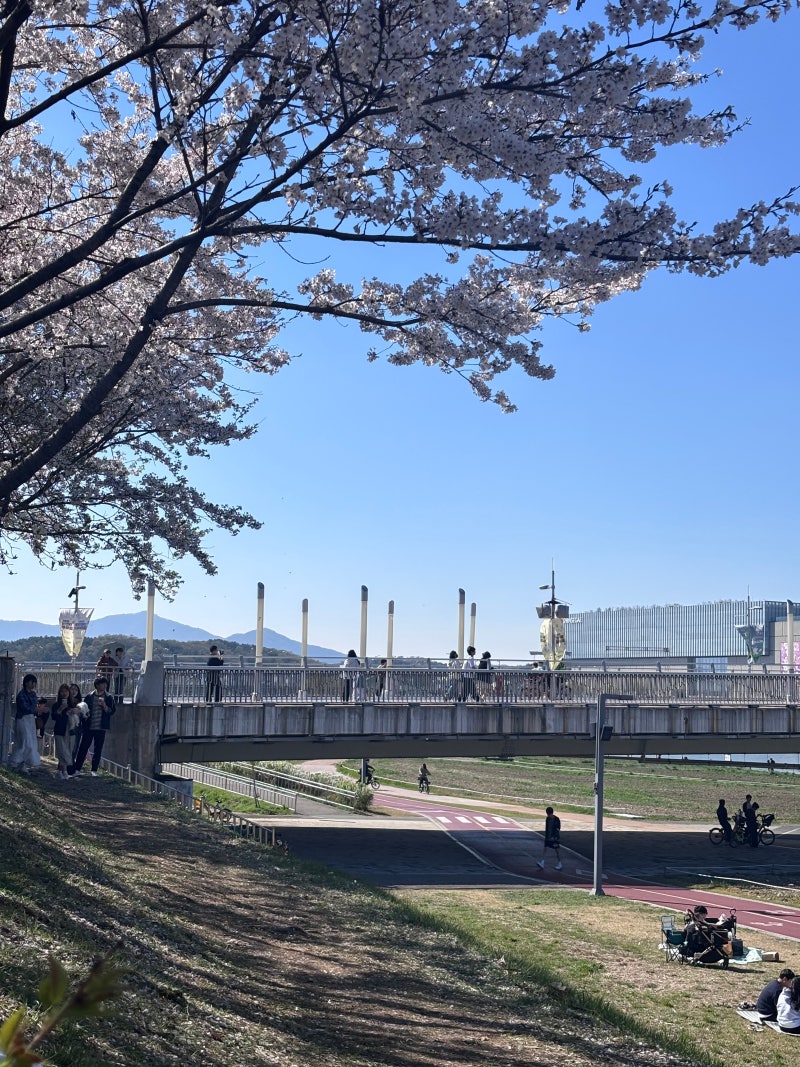 대전 벚꽃 피크닉 명소 '한밭수목원' I 주차 명당 추천 타슈 자전거 대여소