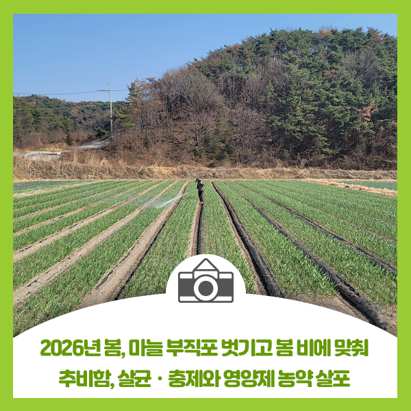 2026년 봄, 마늘 부직포 벗기고 봄 비에 맞춰 추비함, 살균ㆍ충제와 영양제 농약 살포