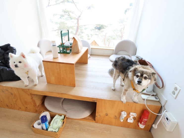 12살 동갑내기 강아지 만두랑 단풍이랑 첫 여행 그리고 독감