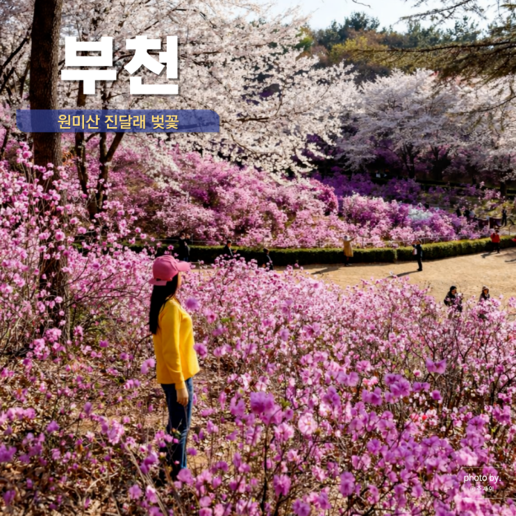  부천 진달래축제 원미산 진달래동산 벚꽃 만개 4월 국내 여행 추천  봄꽃축제