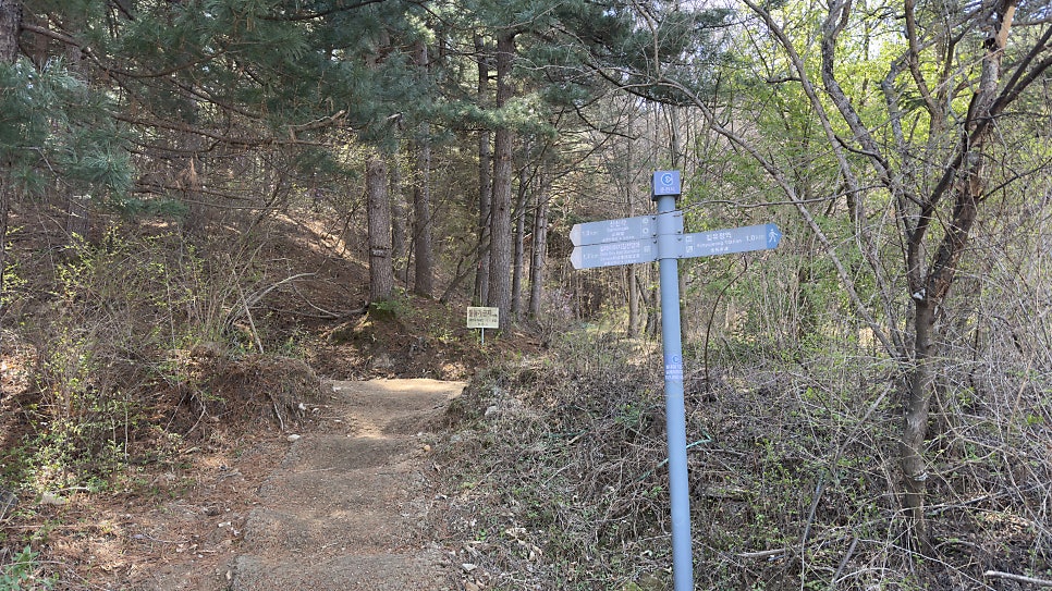금병산약초 사진 5