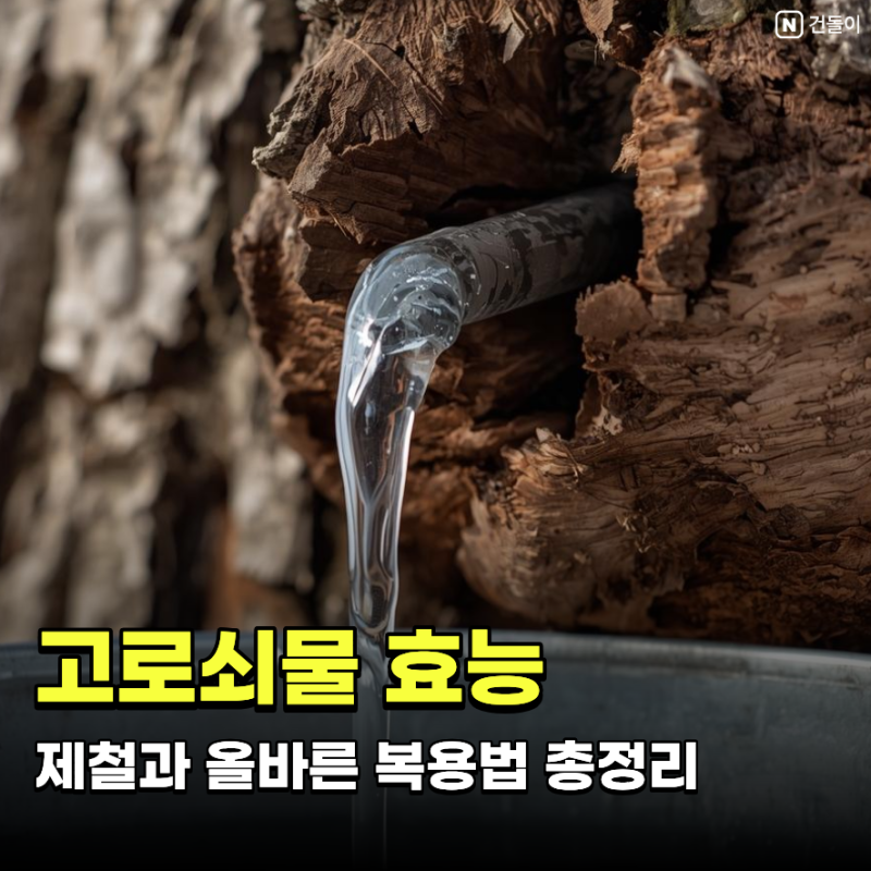 고로쇠물 효능 제철과 복용법 주의사항 총정리