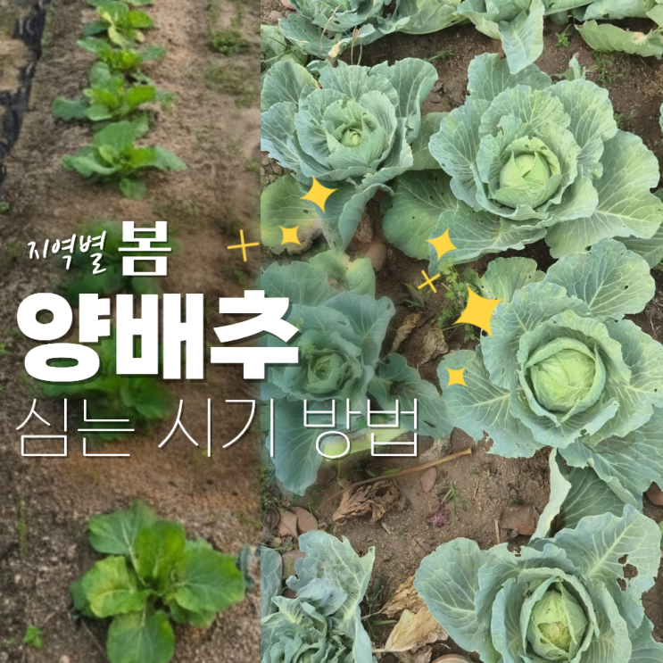  양배추 심는 시기 방법 모종 남부 중부