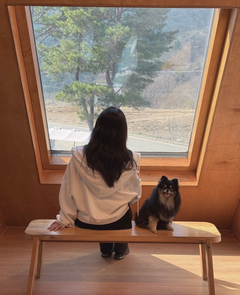 홍천 애견동반카페 위켄드74:대형견도 가능한 애견운동장