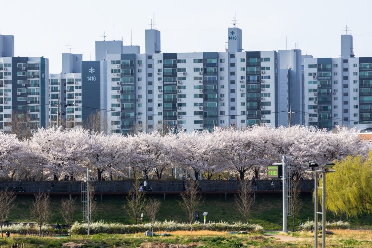 [서울근교] 봄꽃 명소 방문 후기 - 안양천, 도림천역, 부천 원미산 진달래동산