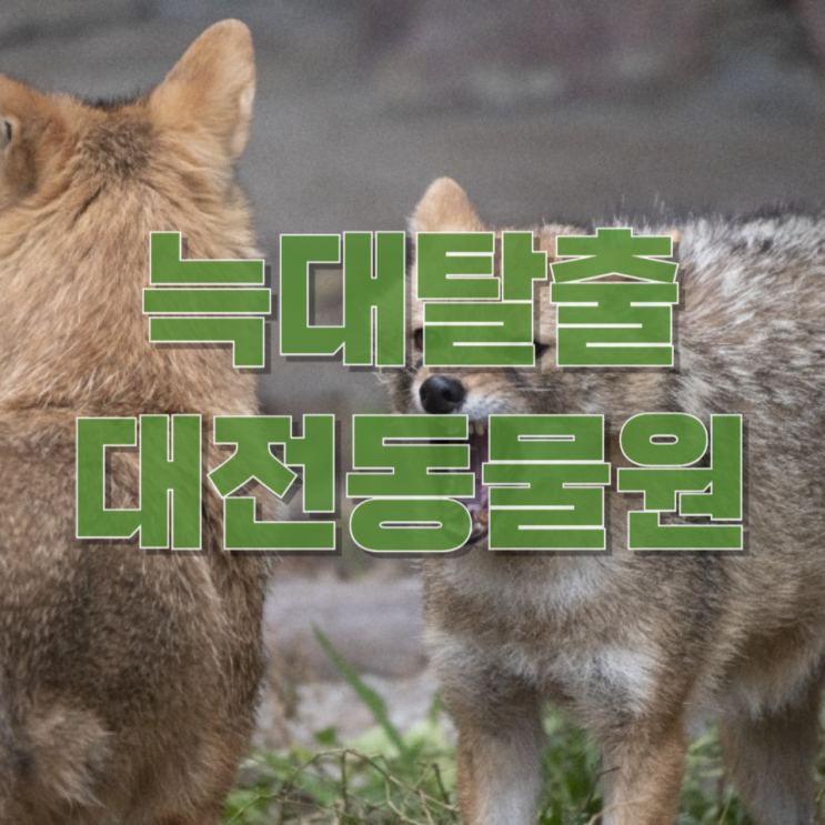  “동물원에서 늑대 탈출”…단순 해프닝일까, 구조적 문제일까