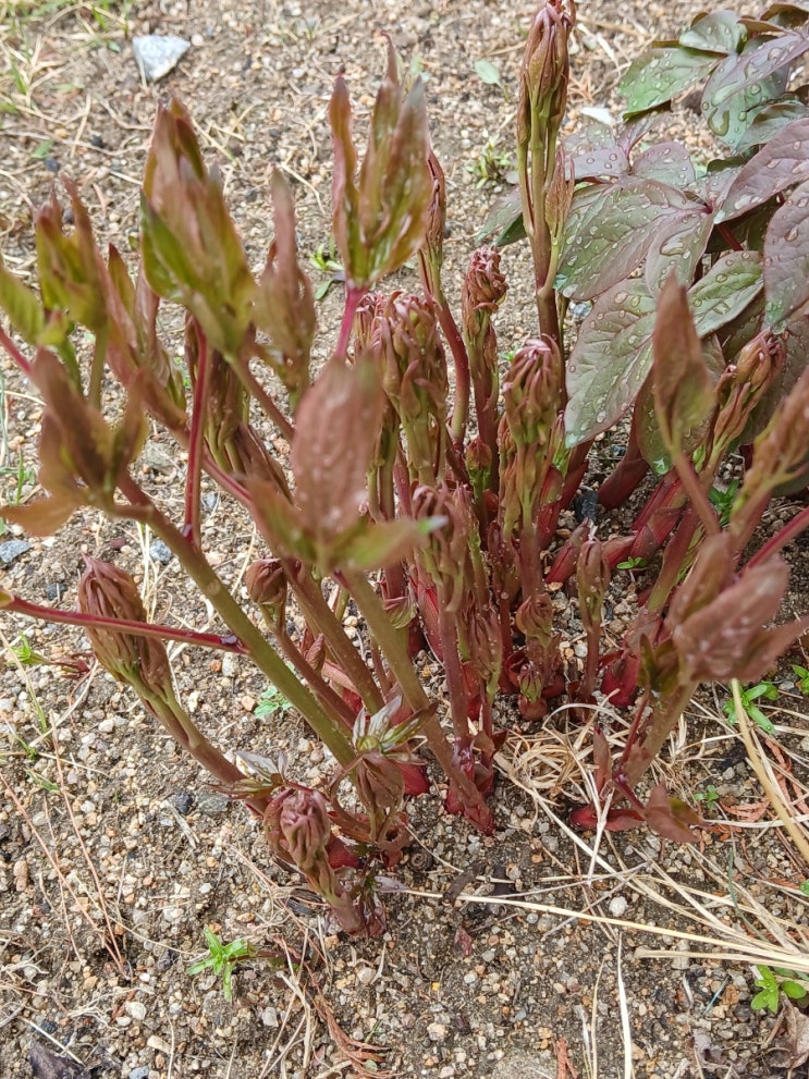  봄의 자줏빛! 작약!("Deep Red Peony Shoots in Early Spring)